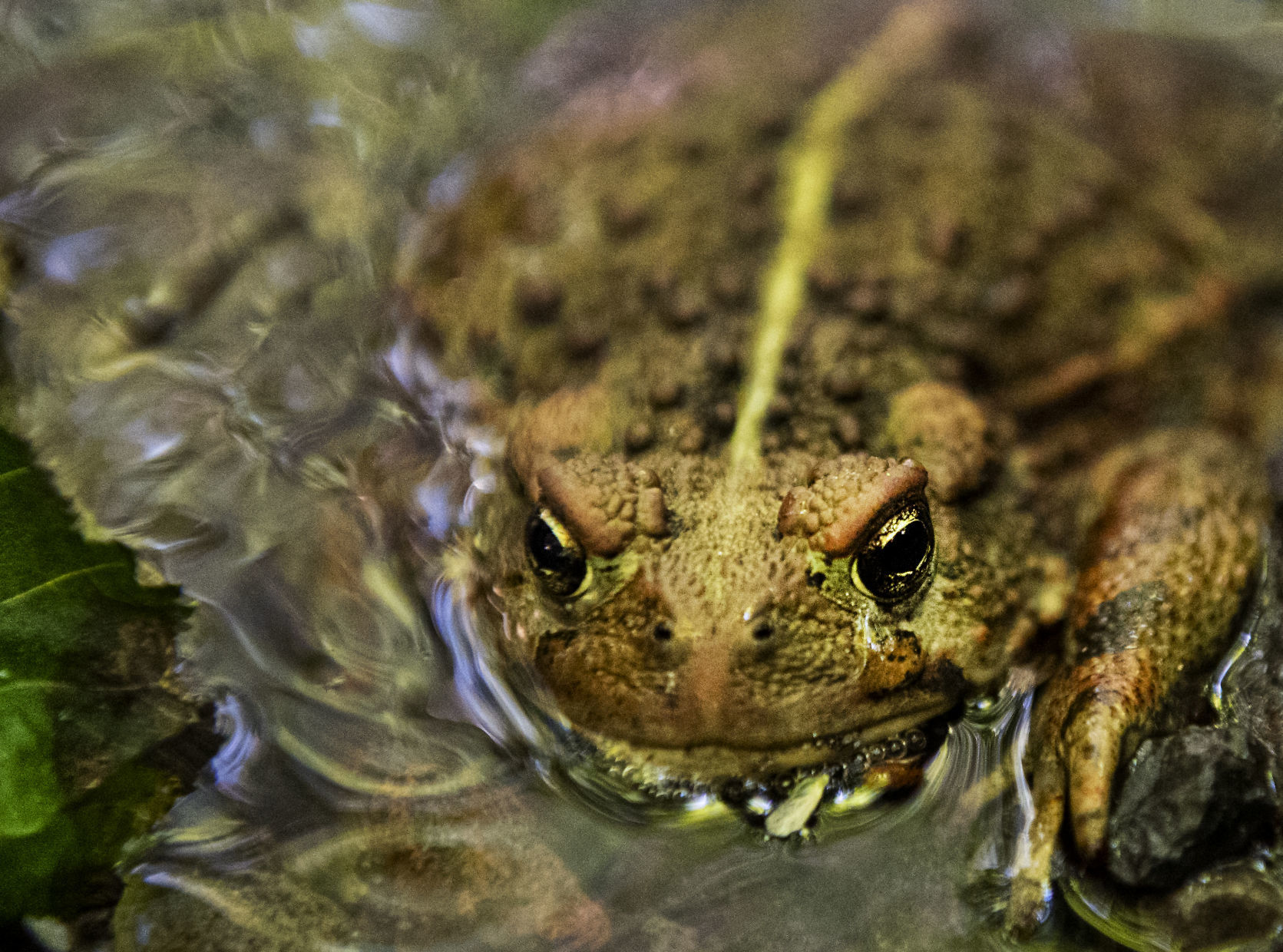 Toad-ally relaxed